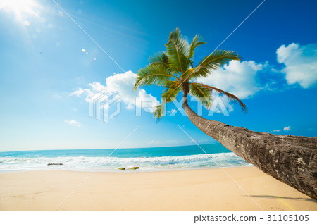 Tropical beach Tropical beach 31105105