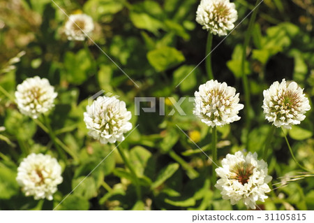 Clover Clover 31105815