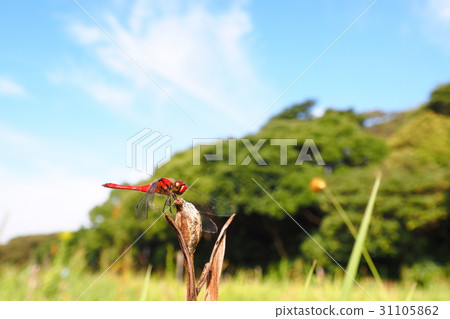 Natsukane (male) and landscape 31105862