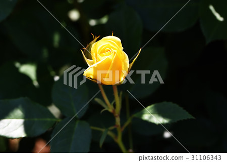Rose of brilliant buds Rose of brilliant buds 31106343