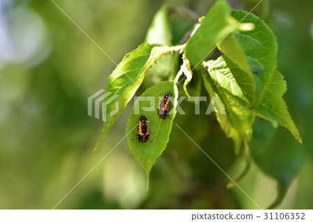 Larva of ladybug Larva of ladybug 31106352