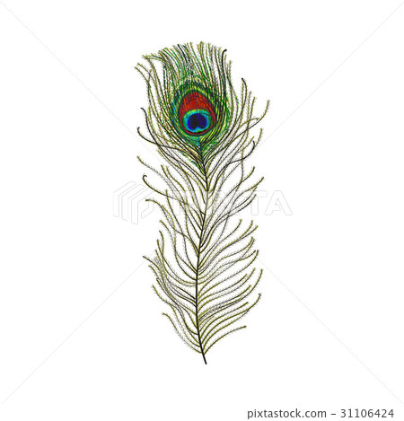 Hand drawn set of various colorful bird feathers Hand drawn set of various colorful bird feathers 31106424
