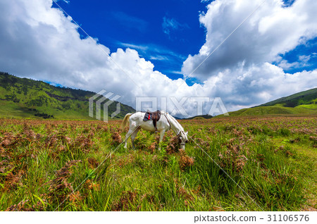 horse in field. 31106576