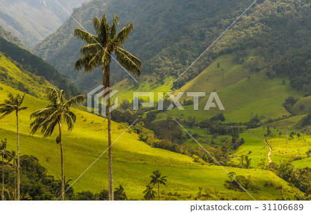 Wax palm trees of Cocora Valley, Colombia 31106689