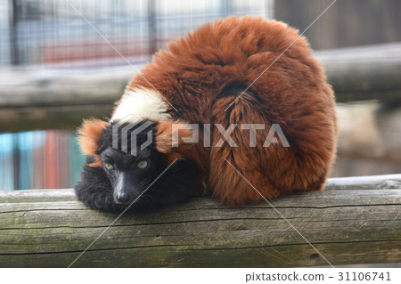 橫濱·Nogeyama動物園的紅頸狐猴 31106741