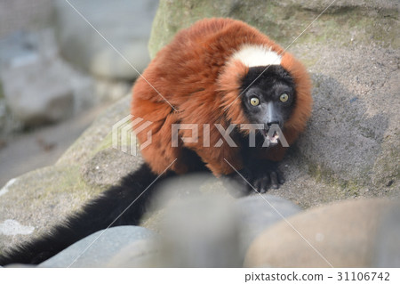 橫濱·Nogeyama動物園的紅頸狐猴 31106742