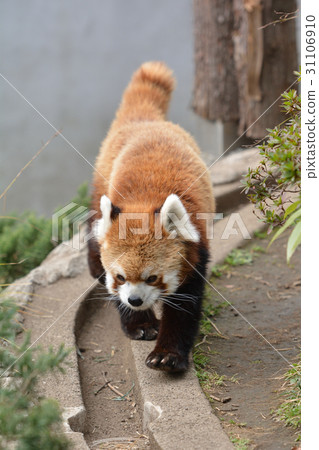在橫濱·Nogeyama動物園的小熊貓 31106910