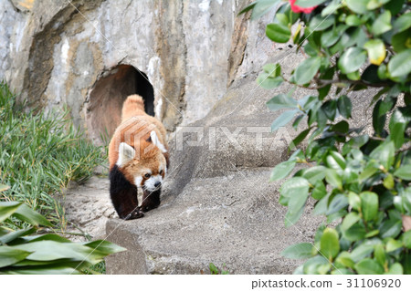 在橫濱·Nogeyama動物園的小熊貓 31106920