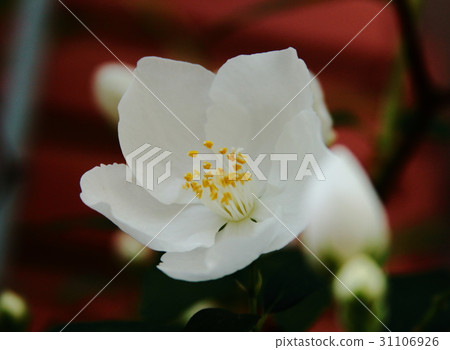 Flowers Flowers 31106926