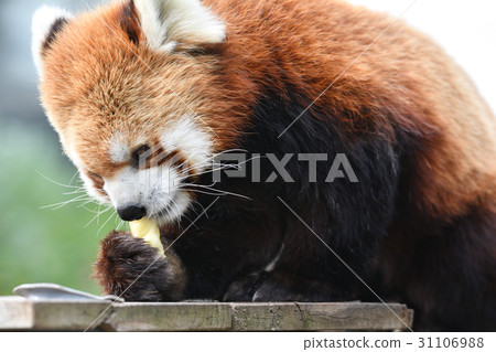 Lesser panda in Yokohama · Nogeyama zoo Lesser panda in Yokohama · Nogeyama zoo 31106988