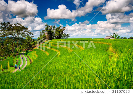 Rice fields in Bali island, Indonesia. 31107033