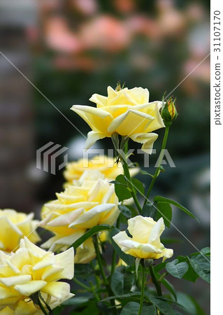Tianjin Maiden 31107170