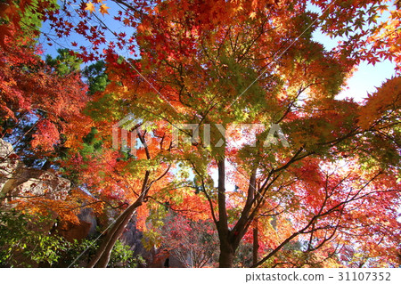 秋葉京都秋天 31107352