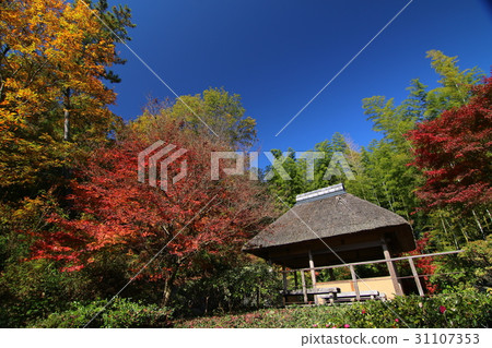 Autumn leaves Kyoto Fall 31107353
