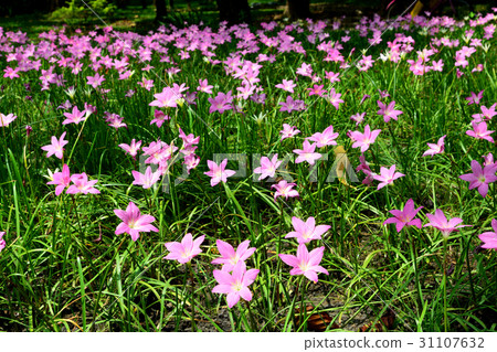 Zephyranthes Lily or Rain Lily Zephyranthes Lily or Rain Lily 31107632