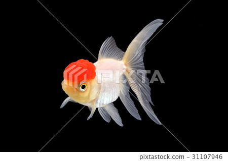 GoldFish aquarium pet GoldFish aquarium pet 31107946
