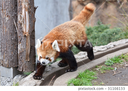 在橫濱·Nogeyama動物園的小熊貓 31108133