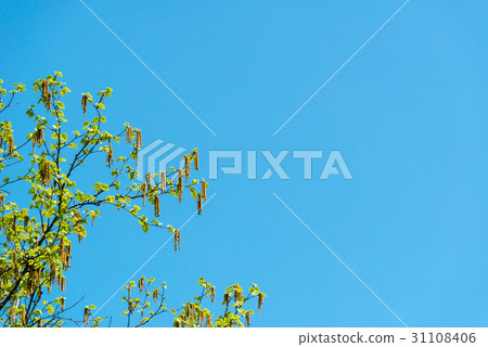 樺樹花粉 31108406