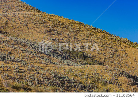Paramo de Oceta Espeletia Frailejones Mongui 31108564