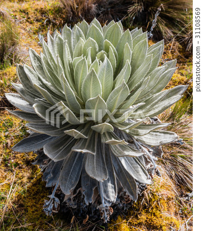 Paramo de Oceta Espeletia Frailejones Mongui 31108569