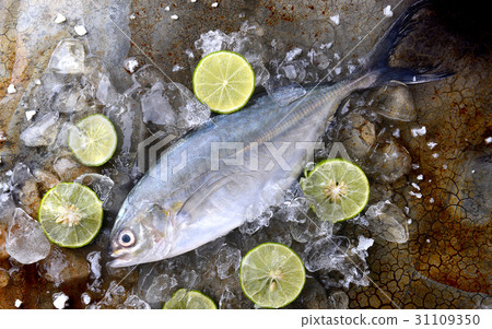 Frozen fresh trevally fish. 31109350