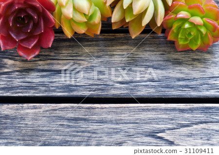 Top view colorful succulent plant with copy space Top view colorful succulent plant with copy space 31109411