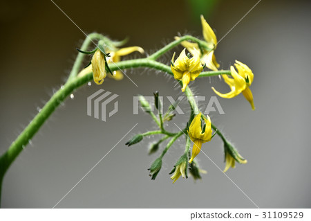番茄花 番茄花 31109529