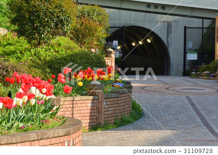 Yokohama · Toyoko flower green road Yokohama · Toyoko flower green road 31109728