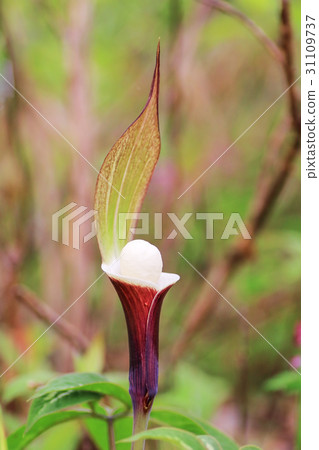 YUKIMOCHISOU 31109737