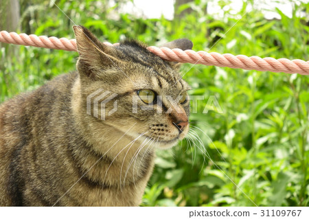 Cute philosophy path playing with ropes Cute philosophy path playing with ropes 31109767