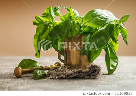 Fresh green basil in old metal mortar Fresh green basil in old metal mortar 31109833