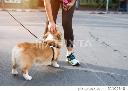 Woman Playing With Dog in the Park in Summer Woman Playing With Dog in the Park in Summer 31109848