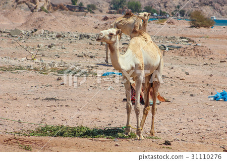 Seashore Waves and Mountain under the Sunshine Seashore Waves and Mountain under the Sunshine 31110276