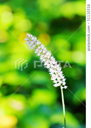 Sarashina Shuma Sarashina Shuma 31110316