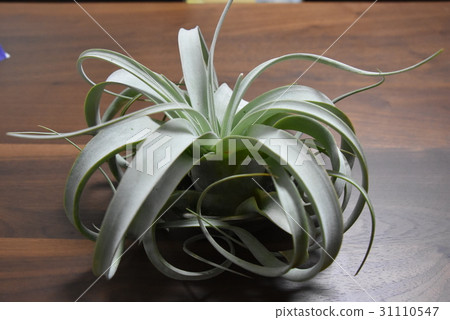 Kiseloglafika Kiseloglafika 31110547