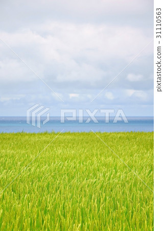 Seascape of rice with sky 31110563