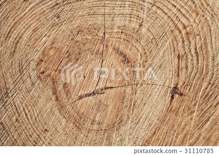 Tree trunk texture Tree trunk texture 31110785