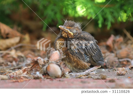 Young baby bird sittin on the ground 31110826