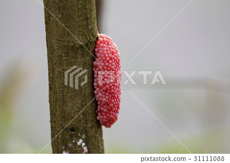 Image of eggs of golden apple snail. Image of eggs of golden apple snail. 31111088
