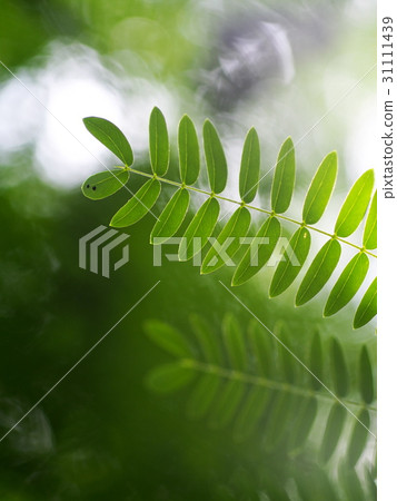 green leaves of the horse tamarind plant lead tree green leaves of the horse tamarind plant lead tree 31111439
