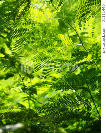 green leaves of the horse tamarind plant lead tree 31111440