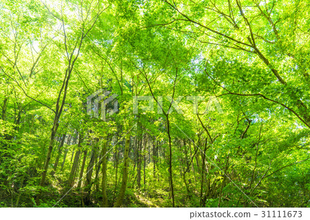  Fresh green eco image 31111673