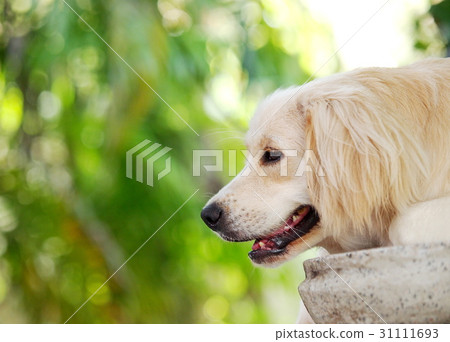 lovely funny white cute fat compact size young dog lovely funny white cute fat compact size young dog 31111693