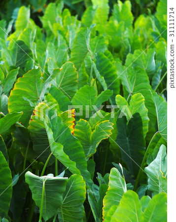 large green leaves pattern of wetland water plant 31111714
