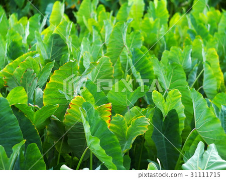 large green leaves pattern of wetland water plant 31111715