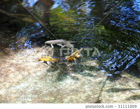 small young long tail white silver yellow gold KOI small young long tail white silver yellow gold KOI 31111809