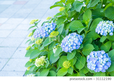 旅遊八仙花屬繡球花八仙花多雨初夏花植物八仙花屬圖像材料照片材料空間 照片素材 圖片 圖庫