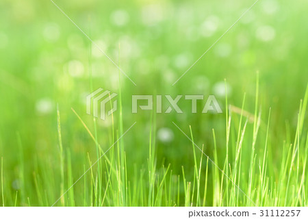 清新和閃閃發光的草地背景圖像空間和球放鬆更多中午 31112257