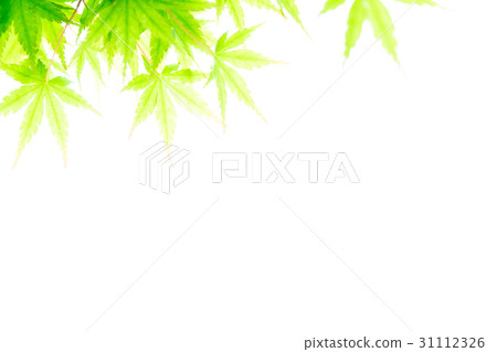 Forest Leaves Ecology Looking Up Bot Spring Image Character Space Forest Leaves Ecology Looking Up Bot Spring Image Character Space 31112326