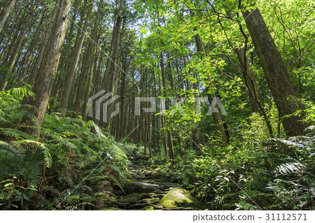 三重縣·Kumano Kodo·伊勢路·Magoshi Pass 三重縣·Kumano Kodo·伊勢路·Magoshi Pass 31112571